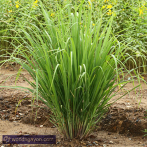 Lemon grass